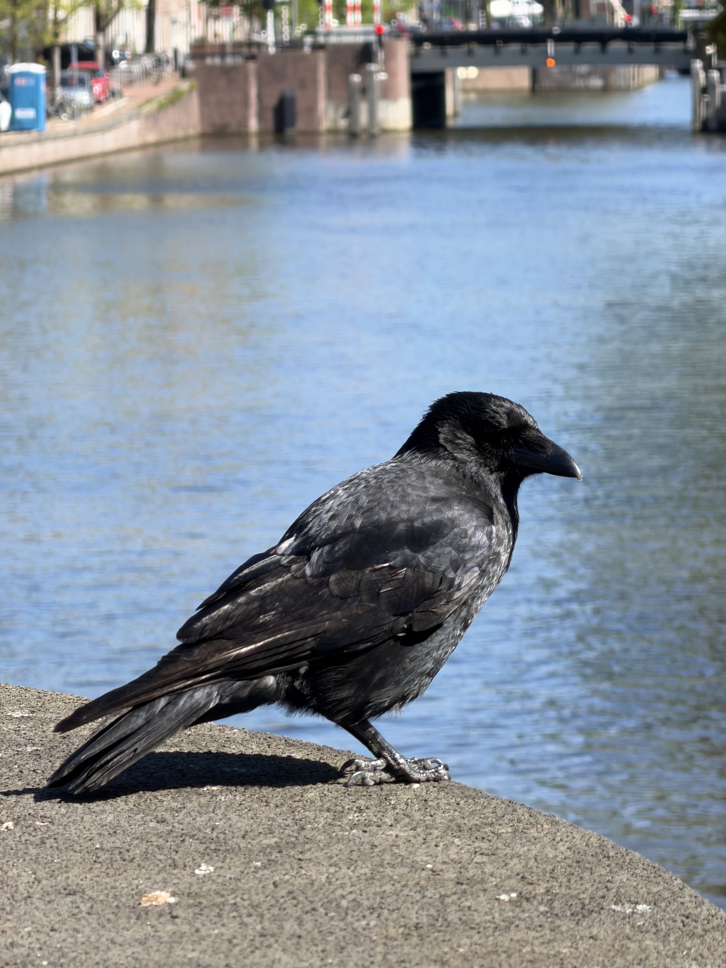 A striking black crow stands prominently on a concrete ledge beside the tranquil blue waters of a canal